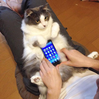 Illustration for article titled Don't Use Real Rabbits as Your Smartphone Case